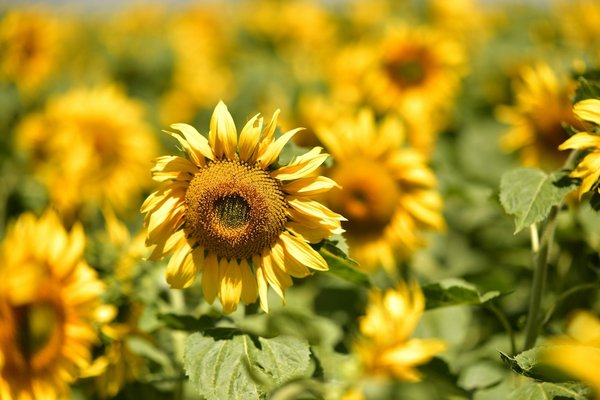 Where can tourists join a guided dark sky park tour in Scotland?